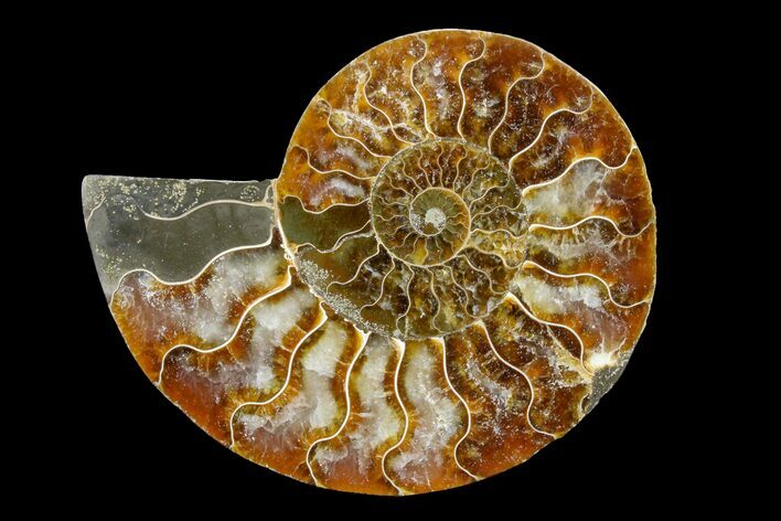 Cut & Polished Ammonite Fossil (Half) - Madagascar #158047